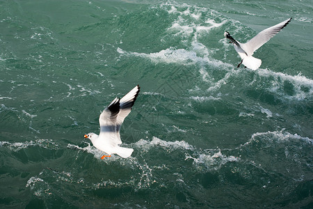 海鸥飞过大海图片