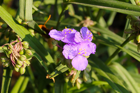 盛开的蓝色花园Tradescantia图片