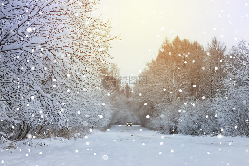 雪天森林中冬季图片