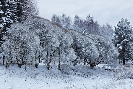 雪天森林中冬季图片