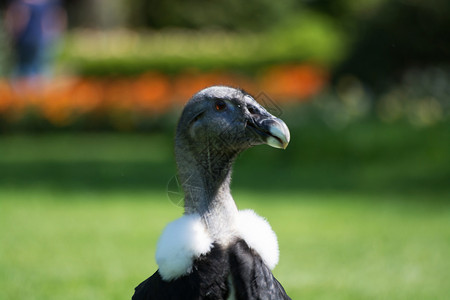 安第斯神鹰是南美的一只鸟在安第图片