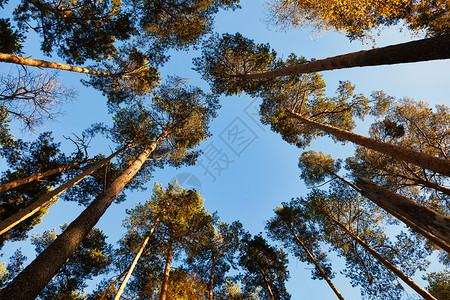 高大的松树从下往上看图片