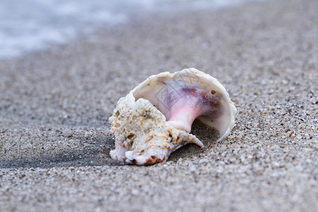 在沙滩上关闭一个旧海螺壳背景图片