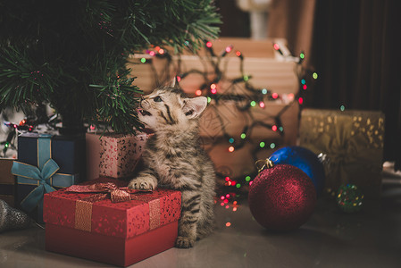 小可爱小猫咪在装圣诞装饰图片