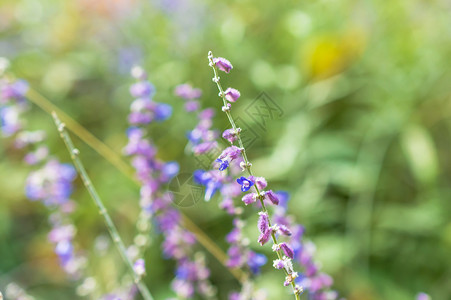 野生蓝色和紫色的花朵图片
