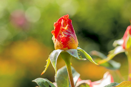 一束鲜花鲜花束鲜花和美丽的花瓣图片