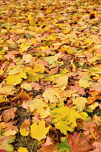 秋叶自然的季节彩色背景图片