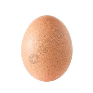 白色背景的单一棕色鸡蛋图片