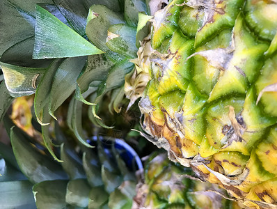 菠萝的近视图片