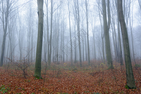 有棕色叶子的秋天早晨有雾的森林图片
