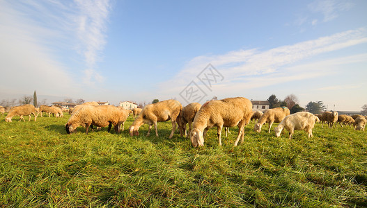 羊群在平原上放牧8图片