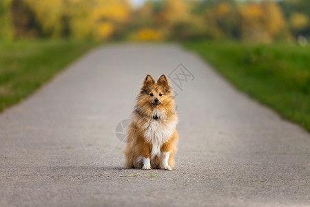 设得兰群岛牧羊犬坐在街道上图片