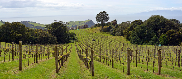 新西兰奥克兰Waiheke岛StonyBatter图片