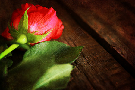 美丽的鲜红芳香玫瑰上面有露图片