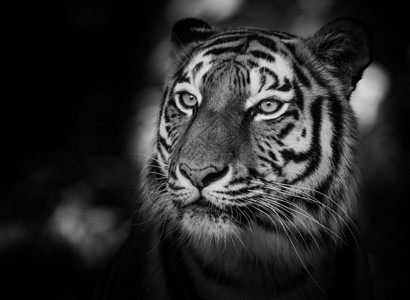 黑白两色西伯利亚虎Pantheratigrisaltai图片