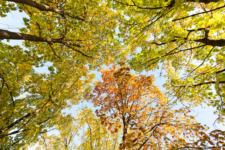 从青蛙视角拍摄的秋天树顶上图片