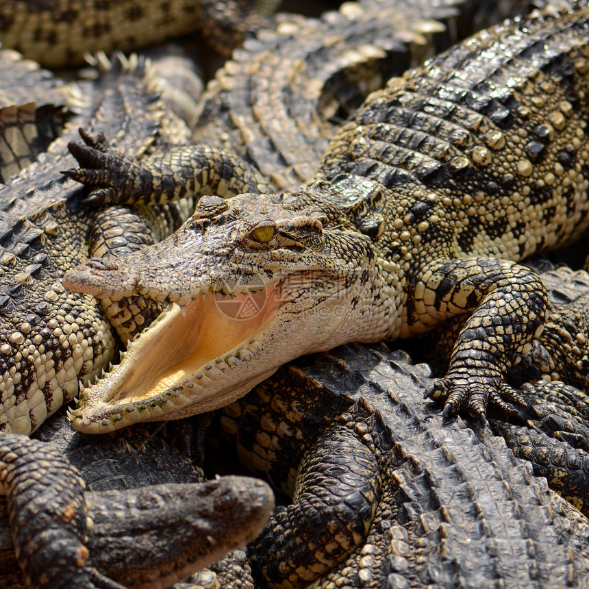 淡水鳄鱼siames鳄鱼Crocodylussiam图片