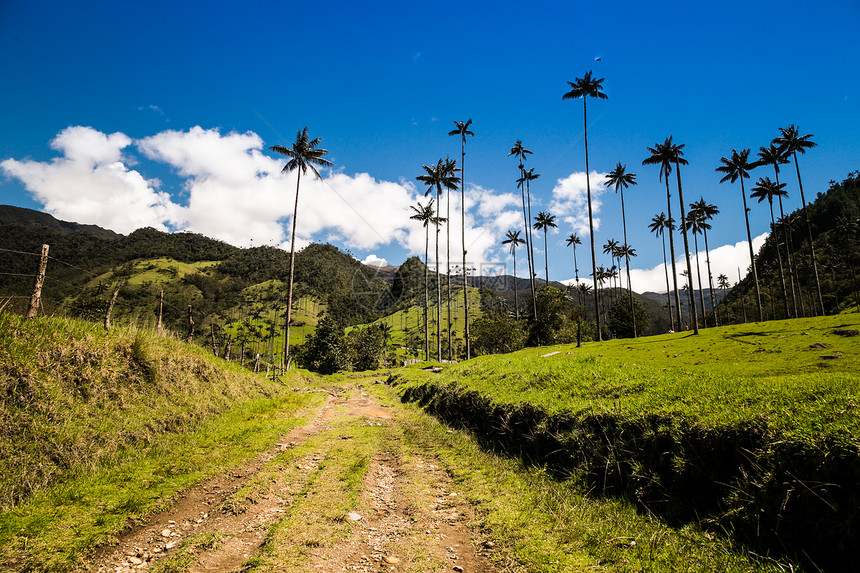 山区的绿林科拉山谷的棕榈树哥伦比亚图片