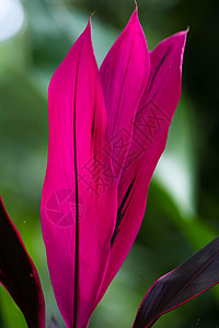 在哥斯达黎加黑暗雨林中与本地植物的发光叶形成鲜图片