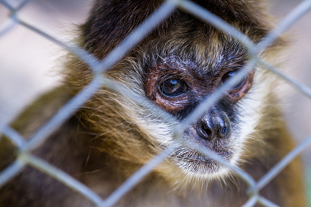 Geoffrooy的蜘蛛猴藏在CostaRica图片