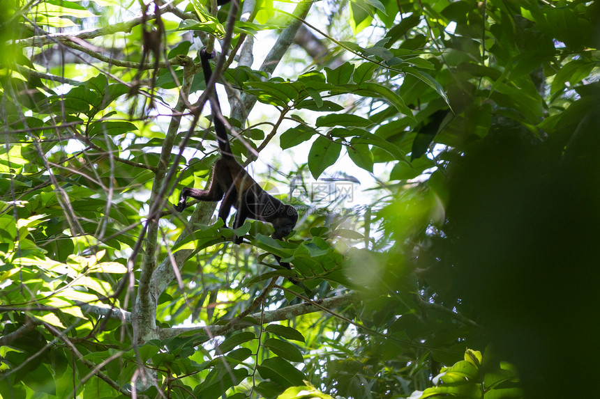 在哥斯达黎加雨林的一棵树图片