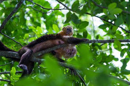 在哥斯达黎加雨林的一棵大树里母亲和小白图片