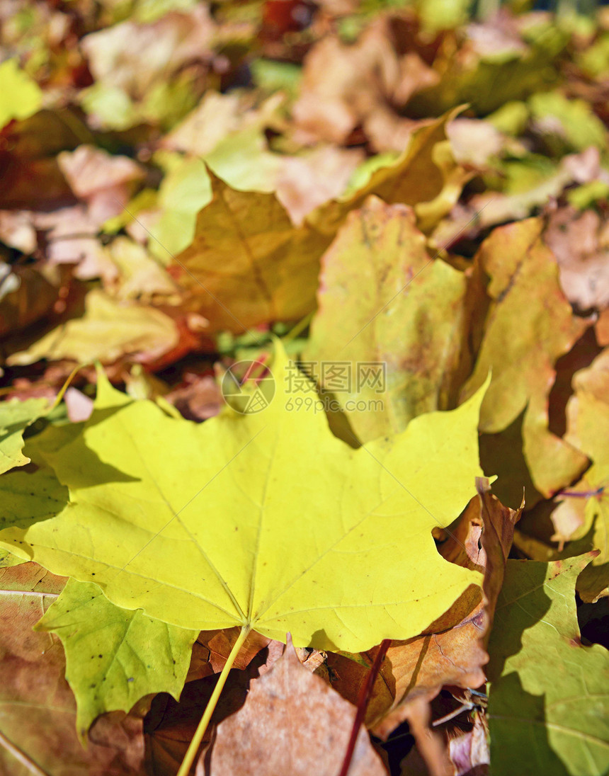 落黄的背景叶子特写图片