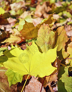落黄的背景叶子特写图片