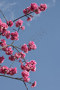 云南美丽的樱花图片