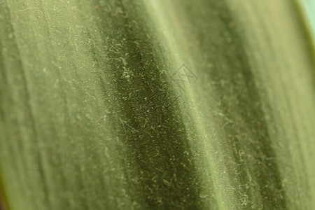 植物叶子纹理绿色图片