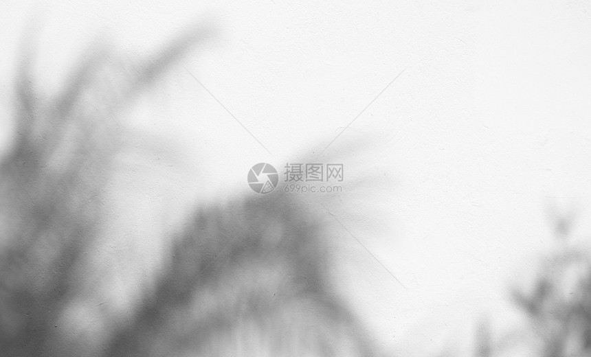 白墙上树叶的影子图片