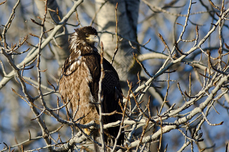 幼鹰高栖息在荒树上的幼秃鹰背景