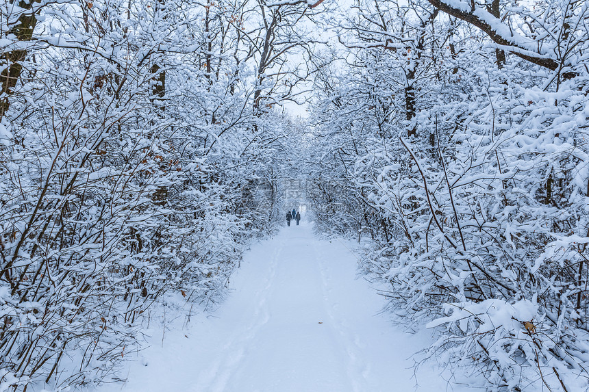 安静的大雪冬季森林图片