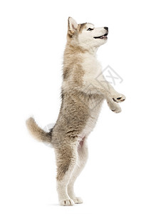 阿拉斯加雪橇犬小狗在后腿上被白色隔离高清图片