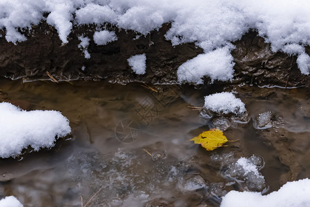 黄秋叶在冰雪池中特写图片