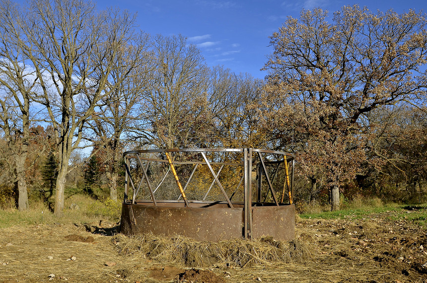 在牧场或饲养场的地上散落着干草的老牛喂食器图片