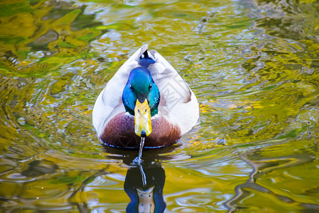 秋季公园水中的鸭鸟图片