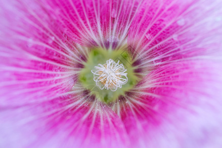 红色蜀葵花粉的特写图片