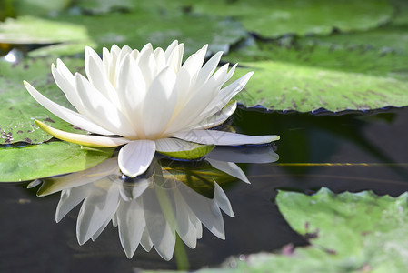白色莲花或水的百合与水如池塘中的图片