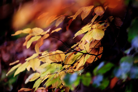 彩色全满落叶秋森林细节的颜色全倾斜图片