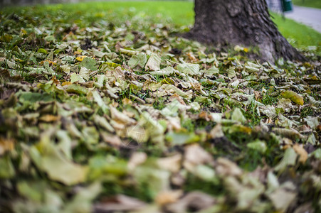 秋天公园里户外的植物树叶和树木背景图片