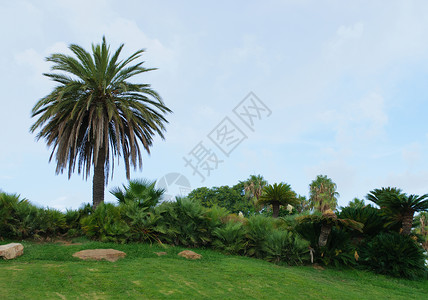 棕榈树在公园美丽的草图片