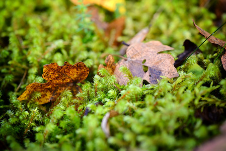 Moss的秋Moss的秋森林苔图片