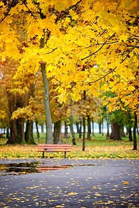 雨后的秋天公园秋季时间图片