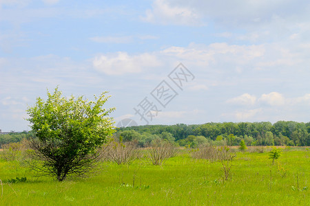 春天草甸上的一棵开花的树图片