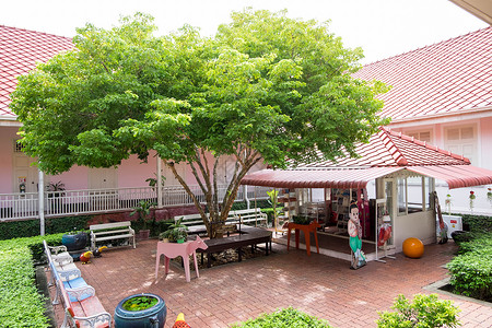 LignumVitae树或TonKaewChaoJom泰文在花园图片