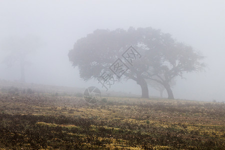 有雾的孤独的树在耕地图片