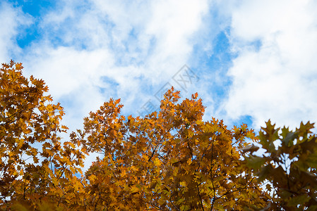 秋天的树木和蓝天白云图片