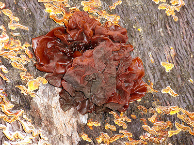 冬天树上的木蘑菇图片