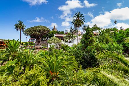 加那利群岛伊科德洛斯比诺斯特内里费岛的龙树DragoMil图片